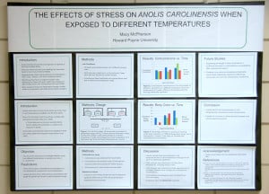 Scientific research poster from Howard Payne University presenting "the effects of stress on Anolis carolinensis when exposed to different temperatures. | HPU