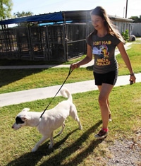 SWARM 2014 Animal Shelter for web