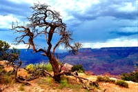 Tree Dancer for web